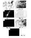 Fig. 02 - Compositions and methods for regulating angiogenesis
