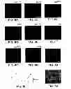 Fig. 07 - Compositions and methods for regulating angiogenesis