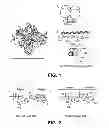 Fig. 02 - METHOD OF PRODUCTION OF RECOMBINANT GLYCOPROTEINS WITH INCREASED CIRCULATORY HALF-LIFE IN MAMMALIAN CELLS