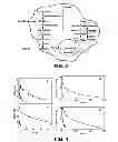 Fig. 03 - METHOD OF PRODUCTION OF RECOMBINANT GLYCOPROTEINS WITH INCREASED CIRCULATORY HALF-LIFE IN MAMMALIAN CELLS