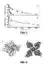 Fig. 06 - METHOD OF PRODUCTION OF RECOMBINANT GLYCOPROTEINS WITH INCREASED CIRCULATORY HALF-LIFE IN MAMMALIAN CELLS