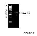 Fig. 02 - CHIMERIC PROTEIN