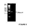Fig. 06 - CHIMERIC PROTEIN