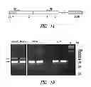 Fig. 02 - Compositions and methods comprising histidyl-TRNA synthetase splice variants having non-canonical biological activities