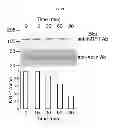 Fig. 08 - INDUCED INTERNALIZATION OF SURFACE RECEPTORS
