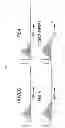 Fig. 09 - INDUCED INTERNALIZATION OF SURFACE RECEPTORS