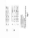 Fig. 07 - Multiple Gene Expression Including sORF Constructs and Methods with Polyproteins, Pro-Proteins and Proteolysis