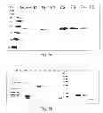 Fig. 06 - huTNFR1 selective antagonists