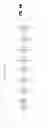 Fig. 19 - System and method for facilitating reflectometric detection of physiologic activity