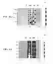 Fig. 06 - Waveguide and integrated circuit