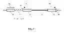 Fig. 04 - Parallel Methods For Insertional Mutagenesis