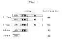Fig. 02 - Type A2 botulinum toxin preparation