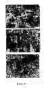 Fig. 15 - Composition