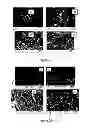 Fig. 23 - Composition