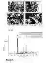 Fig. 31 - Composition
