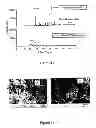 Fig. 32 - Composition