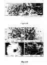 Fig. 40 - Composition