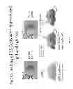 Fig. 20 - Animal models and therapeutic molecules