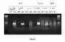 Fig. 55 - Animal models and therapeutic molecules