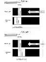 Fig. 08 - Image forming apparatus capable of controlling density of image and control method therefor