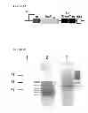 Fig. 16 - PEPTIDE CONTAINING MULTIPLE N-LINKED GLYCOSYLATION SEQUONS