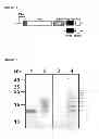 Fig. 23 - PEPTIDE CONTAINING MULTIPLE N-LINKED GLYCOSYLATION SEQUONS