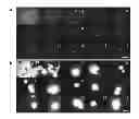 Fig. 01 - Aggregation induced emission of fluorescent bioprobes and methods of using the same