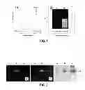 Fig. 02 - Aggregation induced emission of fluorescent bioprobes and methods of using the same