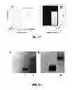 Fig. 10 - Aggregation induced emission of fluorescent bioprobes and methods of using the same