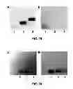 Fig. 11 - Aggregation induced emission of fluorescent bioprobes and methods of using the same