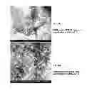 Fig. 09 - Crosslinked peptide hydrogels