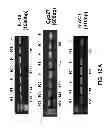 Fig. 08 - AMBIENT TEMPERATURE STABLE KITS FOR MOLECULAR DIAGNOSTICS