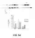Fig. 08 - Abnormalities of Phosphatase 2A (PP2A) for Diagnosis and Treatment of Alzheimer's Disease