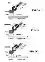 Fig. 11 - STABILIZATION OF CYCLIC PEPTIDE STRUCTURES