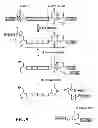 Fig. 13 - STABILIZATION OF CYCLIC PEPTIDE STRUCTURES