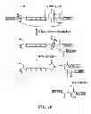Fig. 14 - STABILIZATION OF CYCLIC PEPTIDE STRUCTURES
