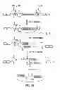 Fig. 15 - STABILIZATION OF CYCLIC PEPTIDE STRUCTURES
