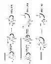 Fig. 24 - STABILIZATION OF CYCLIC PEPTIDE STRUCTURES