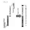 Fig. 09 - Modified polypeptide having homoserine acetyltransferase activity and microorganism expressing the same