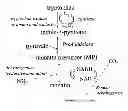 Fig. 01 - POLYPEPTIDES AND BIOSYNTHETIC PATHWAYS FOR THE PRODUCTION OF MONATIN AND ITS PRECURSORS