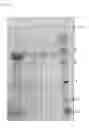 Fig. 06 - Beta-amylase, gene coding therefor and manufacturing method thereof
