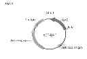 Fig. 07 - Beta-amylase, gene coding therefor and manufacturing method thereof