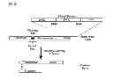Fig. 04 - Degradable clostridial toxins