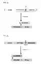 Fig. 05 - Degradable clostridial toxins