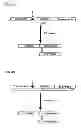Fig. 06 - Degradable clostridial toxins