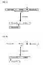 Fig. 07 - Degradable clostridial toxins