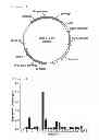 Fig. 02 - Method for mass production of factor VII/VIIA