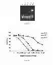 Fig. 04 - Methods and compositions for the specific inhibition of gene expression by double-stranded RNA