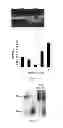 Fig. 06 - Methods and compositions for the specific inhibition of gene expression by double-stranded RNA