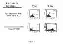 Fig. 02 - Generation of dendritic cells from monocytic dendritic precursor cells with GM-CSF in the absence of additional cytokines
